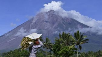 Petani mengangkut hasil panen padi dengan latar belakang Gunung Semeru di Desa Sumber Mujur, Candipuro, Lumajang, Jawa Timur, Sabtu (11/12/2021). [ANTARA FOTO/Budi Candra Setya]