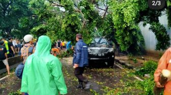 Pohon Tumbang di Kawasan Jakbar, Timpa Mobil dan Menutup Ruas Jalan