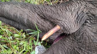 Kondisi bangkai gajah Sumatera (Elephas Maximus Sumatranus) saat ditemukan di Desa Koto Pait Beringin, Kecamatan Tualang Mandau, Bengkalis, Riau, Jumat (10/12/2021). [ANTARA FOTO/Irwansyah]