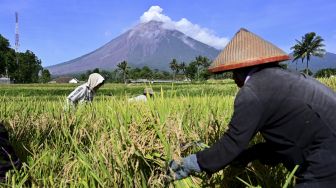 Bapanas Minta Bulog Serap 2,4 Juta Ton Beras Petani, Budi Waseso Sanggup?