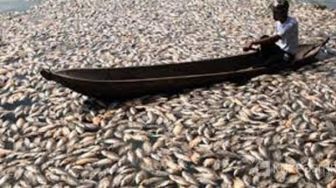 Ikan Mati di Danau Maninjau Tembus 1.445 Ton, Kerugian Capai Rp 28,9 Miliar