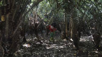 Petugas memanen buah salak di Cagar Buah Condet, Jakarta, Senin (13/12/2021). [Suara.com/Angga Budhiyanto]