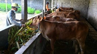 Demi Bertahan Hidup, Warga Erupsi Gunung Semeru Jual Sapi Ternaknya