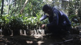 Petugas menata bibit pohon salak di Cagar Buah Condet, Jakarta, Senin (13/12/2021). [Suara.com/Angga Budhiyanto]