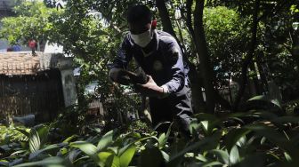 Petugas menata bibit pohon salak di Cagar Buah Condet, Jakarta, Senin (13/12/2021). [Suara.com/Angga Budhiyanto]