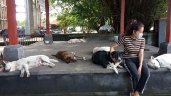 Cerita Perawat Puluhan Anjing Liar di Bali, Sedih Banyak Anjing Kurus dan Sakit