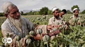 Perdagangan Opium di Afghanistan Meningkat Pesat Sejak Taliban Berkuasa