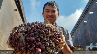 Puji Keputusan Jokowi Buka Ekspor CPO, Petani Kelapa Sawit Harap Harga TBS Turun Rp3.500 per Kg