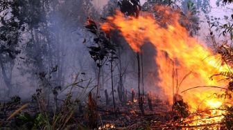 Kementerian LHK Gugat Perusahaan Pembakar Hutan Kalbar Rp 1 Triliun