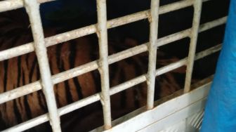 Harimau yang Masuk Kampung Warga di Palas Sumut Ditangkap