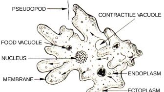 Soal Biologi Kelas 10: Ciri-ciri dan Jenis Protozoa Mirip Hewan