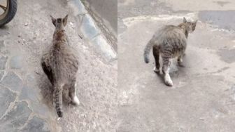 Viral Cowok Bagi Video Kucing Liar Hamil, Warganet Nyesek: Itu Bukan Hamil