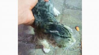 Viral Penyiksaan Kucing di Ciledug Tangerang, Telinga Kucing Dipotong Pelaku