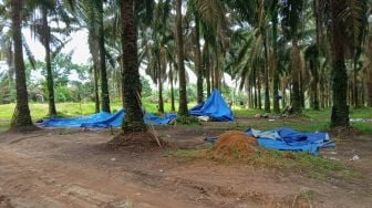 Buntut Pengusiran Dan Penembakan, Warga Takut Dekati Area Lahan Sengketa Mesuji