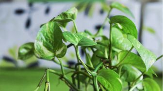 5 Fungsi Daun bagi Tumbuhan, Penunjang Kehidupan Tanaman