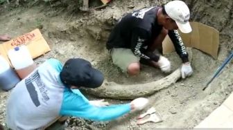 Fosil Gading Gajah Sepanjang 1,5 meter Ditemukan di Situs Patiayam