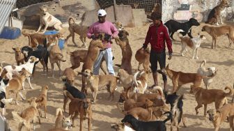 Saed al-Aer bermain dengan anjing-anjing di penampungan Sulala Society for Animal Care, Kota Gaza, Palestiina, pada (16/12/2021). [MOHAMMED ABED / AFP]