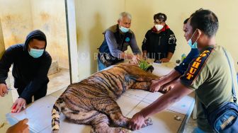 Harimau yang Masuk Perangkap Jalani Perawatan, Kondisinya Memprihatinkan