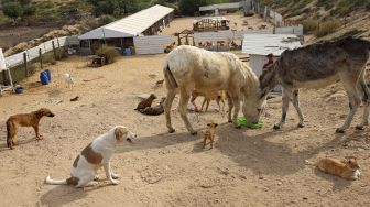 Hewan menyantap makanan di penampungan Sulala Society for Animal Care, Kota Gaza, Palestiina, pada (16/12/2021). [MOHAMMED ABED / AFP]