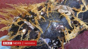 Spesies yang Hidup di Kumpulan Plastik Raksasa di Samudera Pasifik