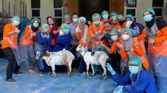 Pelatihan Bedah Sesar Ternak Kambing di Gorontalo Utara