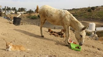 Hewan menyantap makanan di penampungan Sulala Society for Animal Care, Kota Gaza, Palestiina, pada (16/12/2021). [MOHAMMED ABED / AFP]