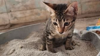 5 Alasan Kucing Suka Menggaruk Pasir dan Cara Mengatasinya, Yuk Simak!