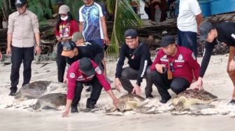 Empat Penyu Dilepasliarkan di Perairan Kawasan Konservasi Nasional Kapoposang