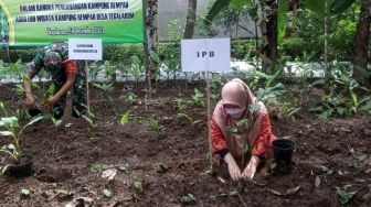 Lahan Pertanian Menyusut, Warga Borobudur Tanam Biofarmaka di Pekarangan