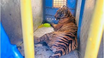Sempat Buat Khawatir Warga, Akhirnya Harimau Sumatra Masuk Perangkap