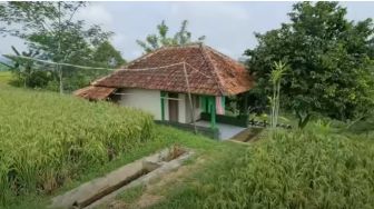 Viral Musala Mungil Bikin Kagum, Ada di Tengah Sawah tapi Airnya Jernih Lantainya Kinclong