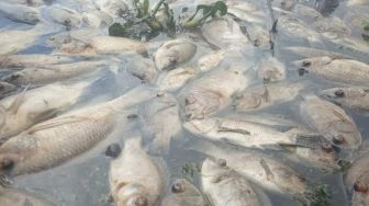 40 Ton Ikan Keramba Danau Maninjau Mati Lagi, Kerugian Capai Rp 800 Juta