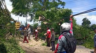 Angin Kencang Terjang Banyuwangi Siang Ini, Pohon Bertumbangan