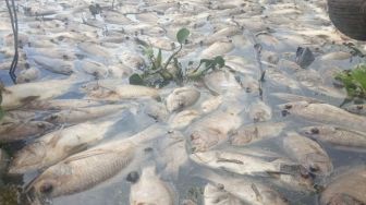 Hampir 1.000 Ton Ikan di Danau Maninjau Mati Dalam 20 Hari, Petani Rugi Rp18,24 Miliar