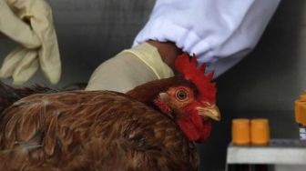 Bermula dari Prancis, Wabah Flu Burung Meluas hingga ke Belgia