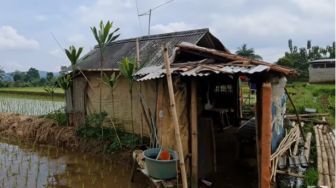 Kaya Raya, Punya Tanah Luas, Kakek Ini Pilih Hidup Sederhana di Rumah Gubuk Sawah