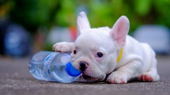 Tes Kepribadian Ilusi Optik: Ungkap Sifat Tersembunyi, Lihat Anjing atau Botol?