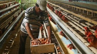 Peternak Ayam Petelur di Malang Ini Masih Merugi Meskipun Harga Telur Naik