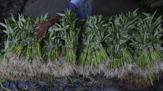 Petani membersihkan hasil panen di area lahan pertanian yang berada di dekat proyek pembangunan Jakarta International Stadium (JIS), Sunter Agung, Jakarta, Kamis (23/12/2021). [Suara.com/Angga Budhiyanto]