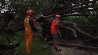 Sukoharjo Diterjang Hujan Angin, Puluhan Pohon Tumbang