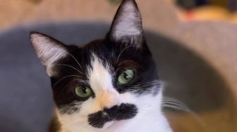 Gemas Banget, Anak Kucing Ini Punya 'Kumis' Tebal Seperti Manusia