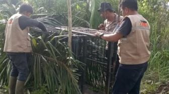Usir Harimau Sumatera dari Pemukiman Warga Agam, BKSDA Sumbar Pasang Kandang Jebak