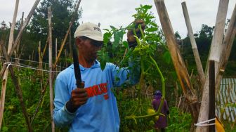 Petani di Bandung Barat Babat Habis Ribuan Pohon Tomat Gara-gara Ini