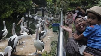 Pengunjung berfoto di dekat kandang burung pelikan di Taman Margasatwa Ragunan, Jakarta, Minggu (26/12/2021). [Suara.com/Angga Budhiyanto]