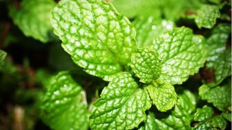 5 Khasiat Teh Spearmint Jarang Diketahui, Salah Satunya untuk Brain Tonic