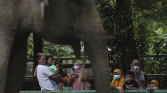 Pengunjung melihat gajah di Taman Margasatwa Ragunan, Jakarta, Minggu (26/12/2021). [Suara.com/Angga Budhiyanto]