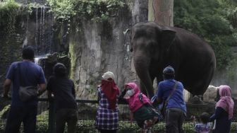 Pengunjung melihat gajah di Taman Margasatwa Ragunan, Jakarta, Minggu (26/12/2021). [Suara.com/Angga Budhiyanto]