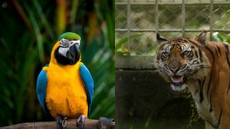 6 Fakta Kebun Binatang Pancur Batu, Tempat Wisata Edukasi Baru di Utara Sumatera