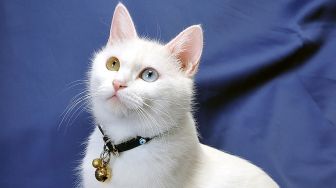 Penyebab Kucing Mata Beda Warna, Apakah Itu Kondisi Berbahaya?