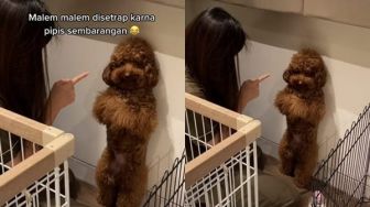 Viral Anjing Disetrap Malam-malam oleh Owner, Ekspresinya Bikin Terenyuh